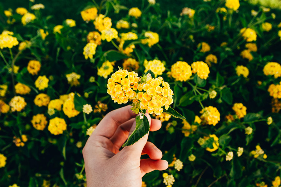 fleur et empathie